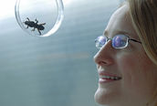 Untersuchung zum Verhalten von entomopathogenen Nematoden an Mehlwürmern und Wachsmottenlarven