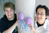 Ein neuartiges Pigmentprotein aus der Blauen Nesselqualle