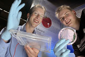 Konstruktion eines Hybridplasmids für die Agrobacterium vermittelte Transformation von Pflanzen