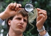 Luftgütebestimmung anhand des Flechtenvorkommens in Weimar