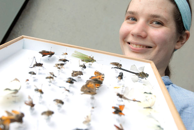 Der letzte Flug – Insektenverluste durch den Straßenverkehr