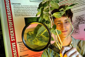 Knöllchen bildende Bakterien der Beta-Unterklasse der Proteobakterien bei Psychotria bacteriophila