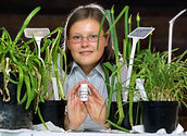 Bessere Gesundheit durch alternative Allium-Pflanzen statt Allium sativum (Knoblauch)